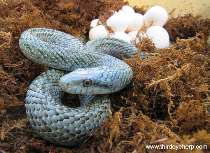 Japanese Rat Snake